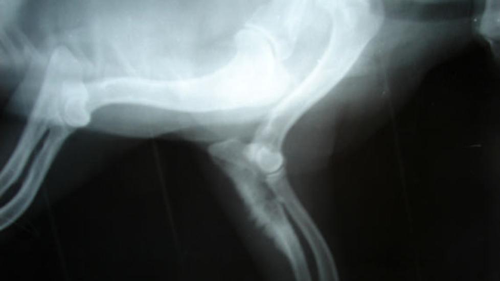 The Cost of Cancer Treatments for Pets – Dog Cancer – Cat Cancer