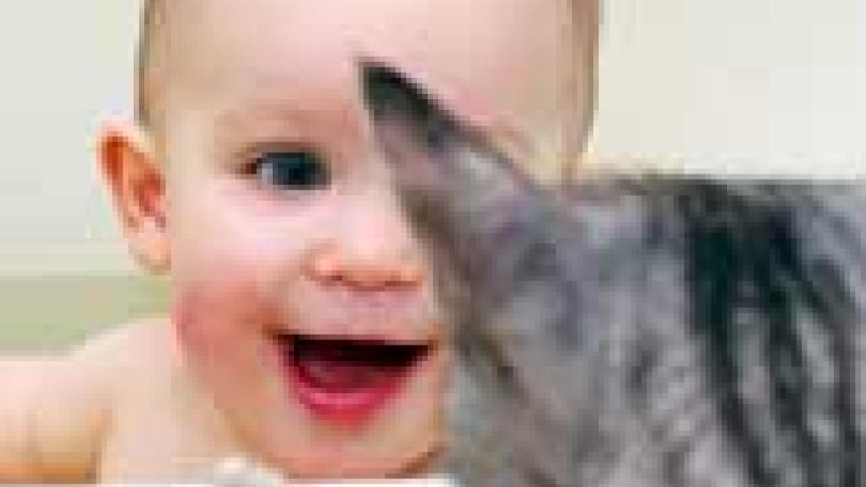 Cats and Babies PetMD