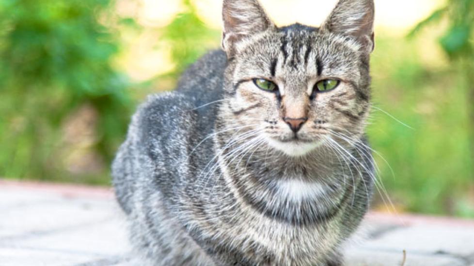 Many Senior Cats Are Not Being Fed The Right Foods 