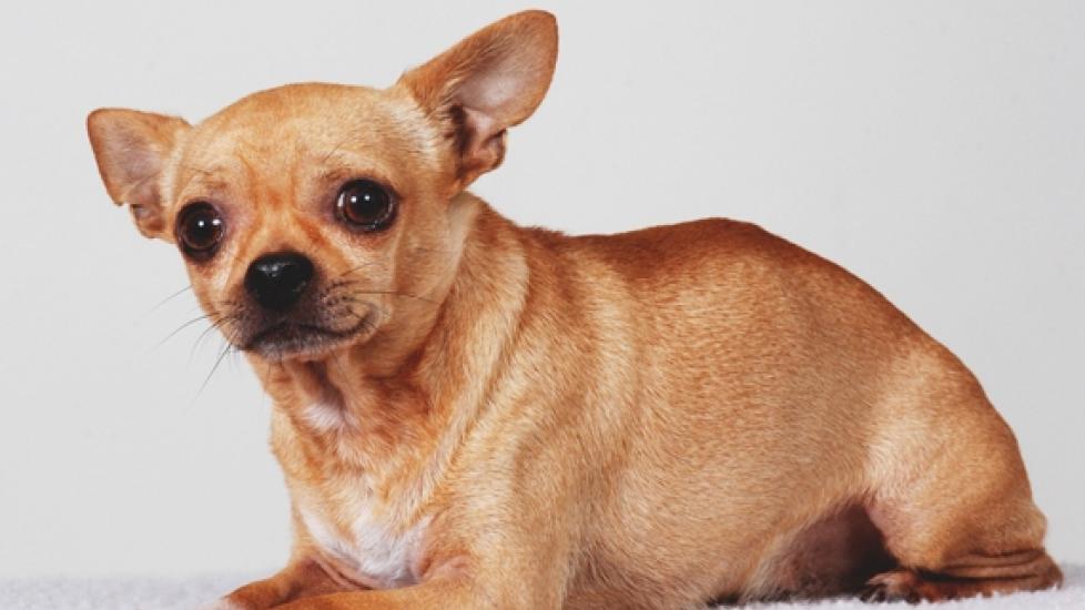 Image showcasing Using Diet to Help Anxious Dogs - Foods for Anxiety | PetMD