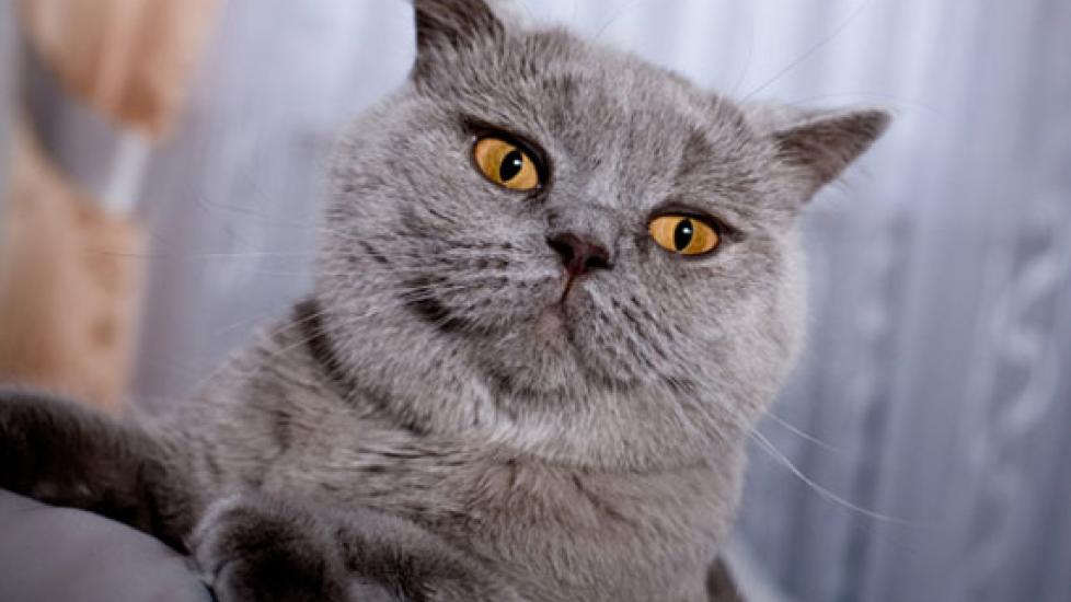 Fungal Infection (Malassezia pachydermatis) of the Skin in Cats | PetMD