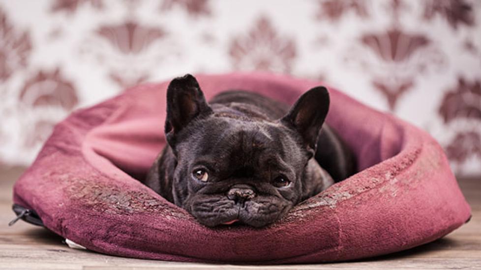 Feeding Sick Dogs Is It Okay to Let Sick Dogs Go Without Food? PetMD