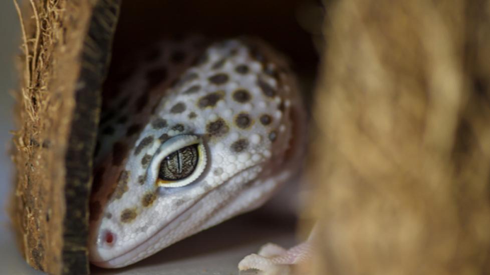 How to Tell if Your Lizard is Sick