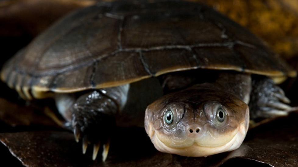 African Sideneck Turtle - Pelusios castaneus