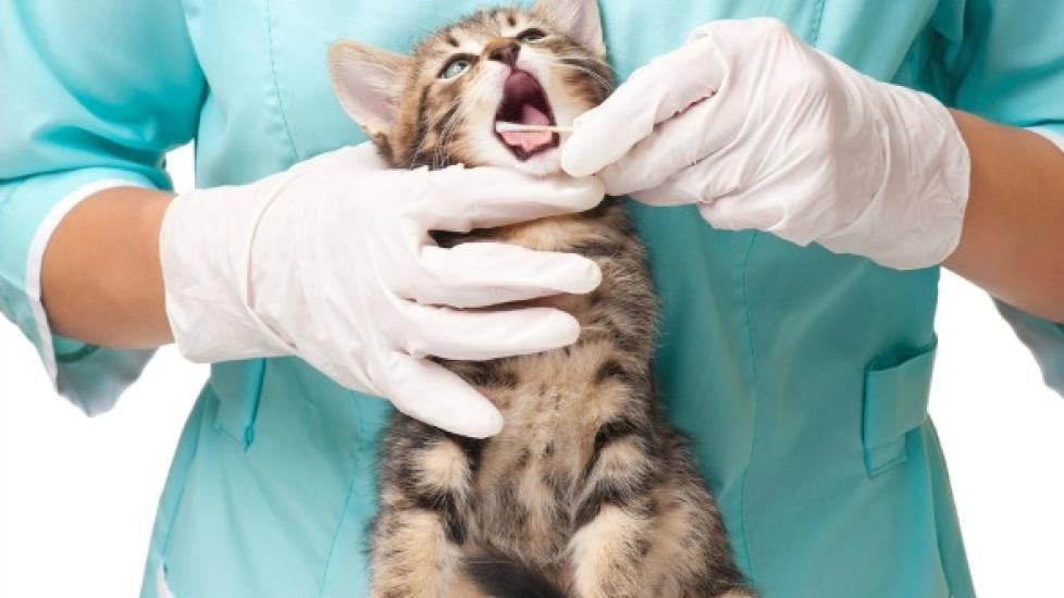 Signs of Gum Disease in Cats | PetMD