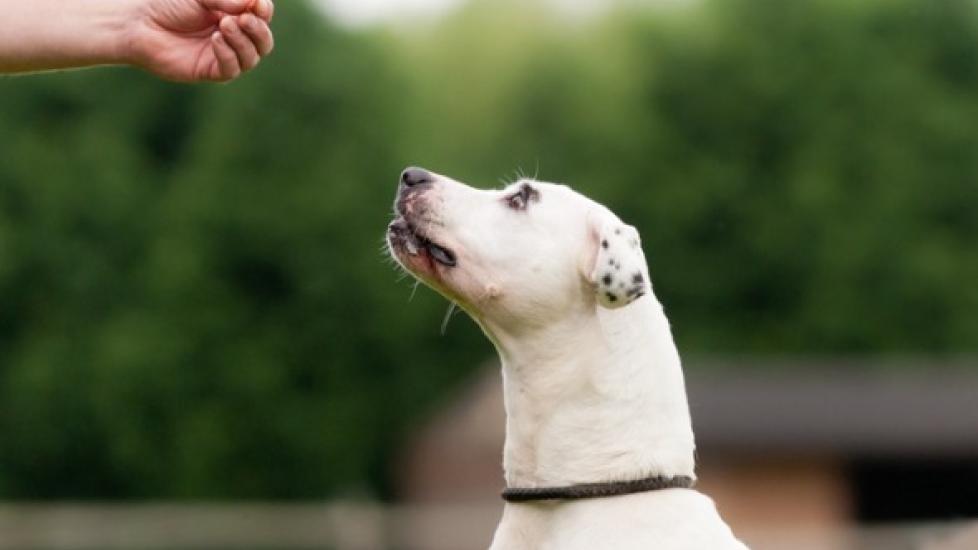 Tips for Finding Your Pup's Million-Dollar Dog Training Treats