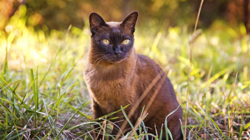Skin Disease, Autoimmune (Pemphigus) in Cats