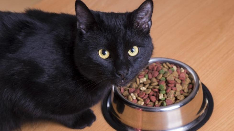 Skin Disease Due to Food Allergies in Cats PetMD