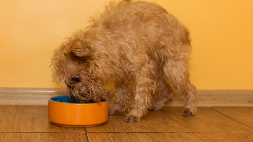 Skin Disease Due to Food Allergies in Dogs