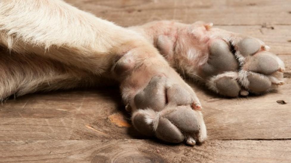 Skin Inflammation on the Paws in Dogs