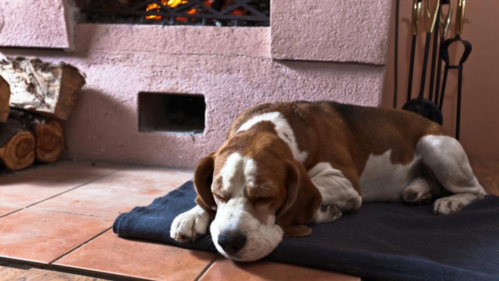 Should You Worry If Your Older Dog Sleeps All Day? PetMD