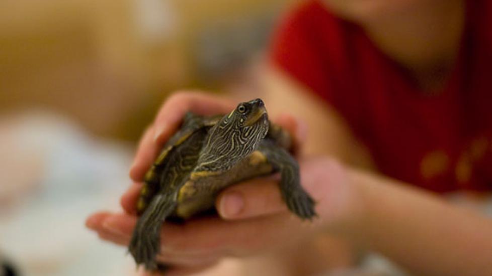 What Kind of Turtle is a Slider? PetMD - Main Image