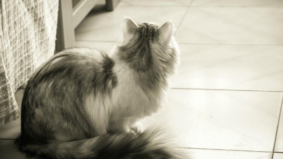 Slipped Disc, Bad Back, and Muscle Spasms in Cats PetMD