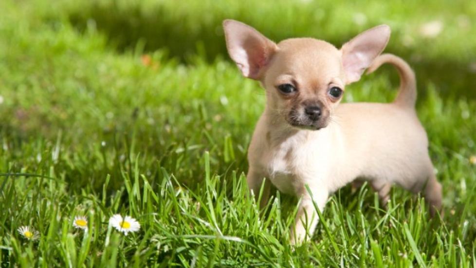 Why Do Dogs Shake, Shiver, or Tremble? PetMD