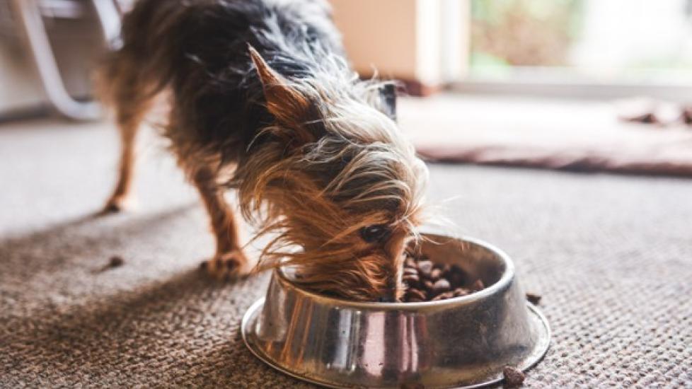 Understanding Taurine for Dogs | PetMD