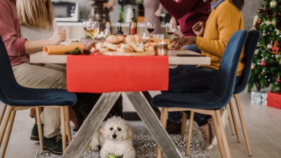 6 Holiday Food Scraps That Are Dangerous for Dogs