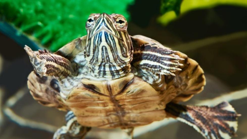 How to Check the Water Quality in Your Turtle Tank | PetMD