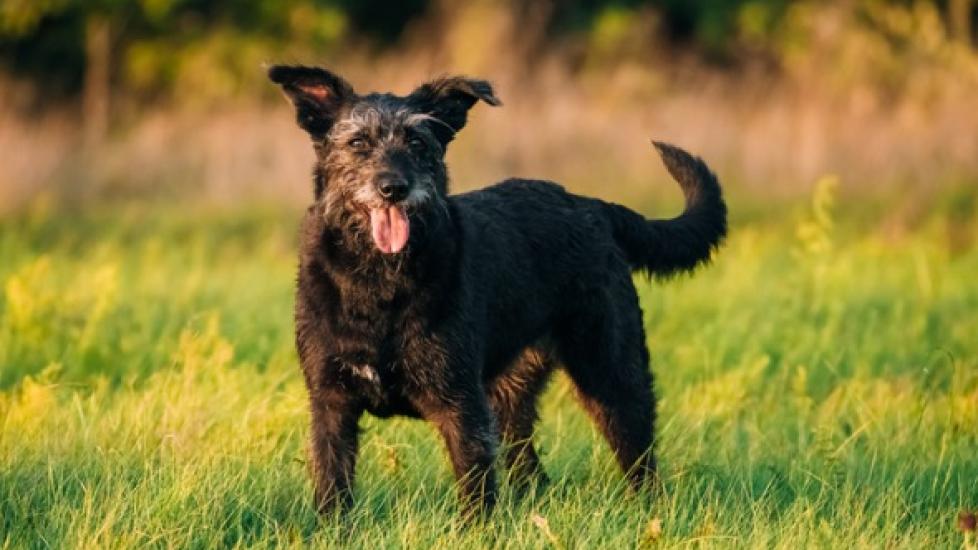 A Vet Talks About the Best Ingredients for Joint Supplements for Dogs