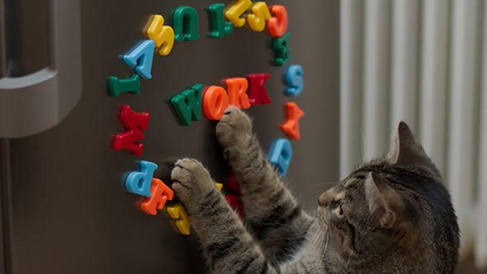 How Smart is Your Cat?