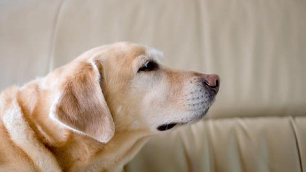 Does Your Dog Smell Like… Dog?