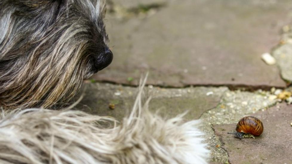 What to do if shop my dog eats a snail