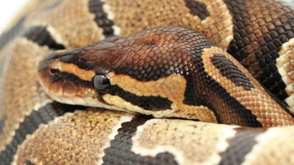 All About Snakes - Snake Facts & Information | PetMD