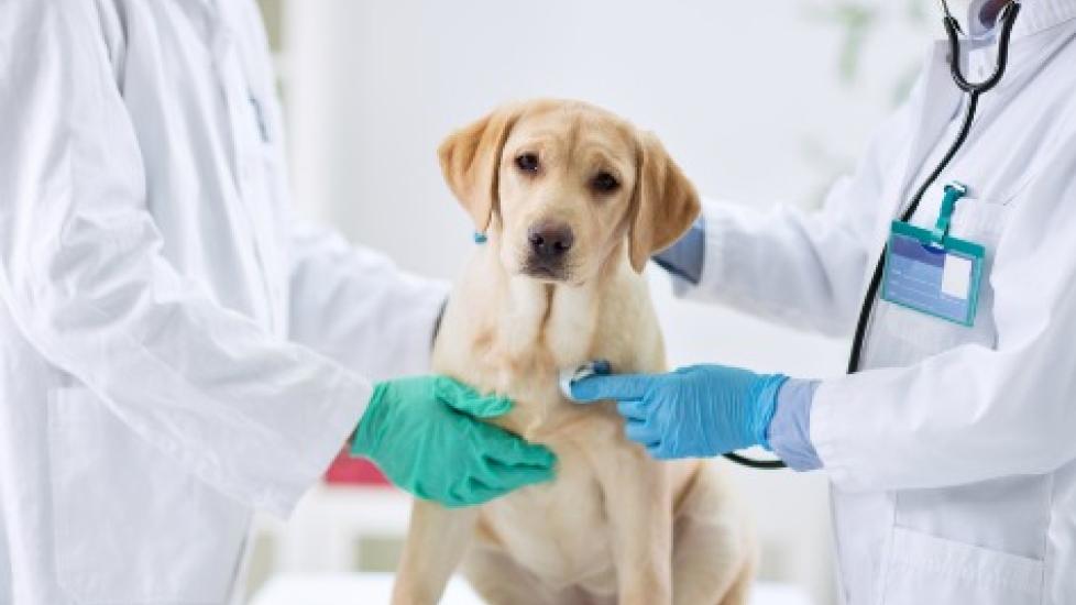 Spaying and Neutering Dogs 101 The Procedure, Recovery and Costs PetMD