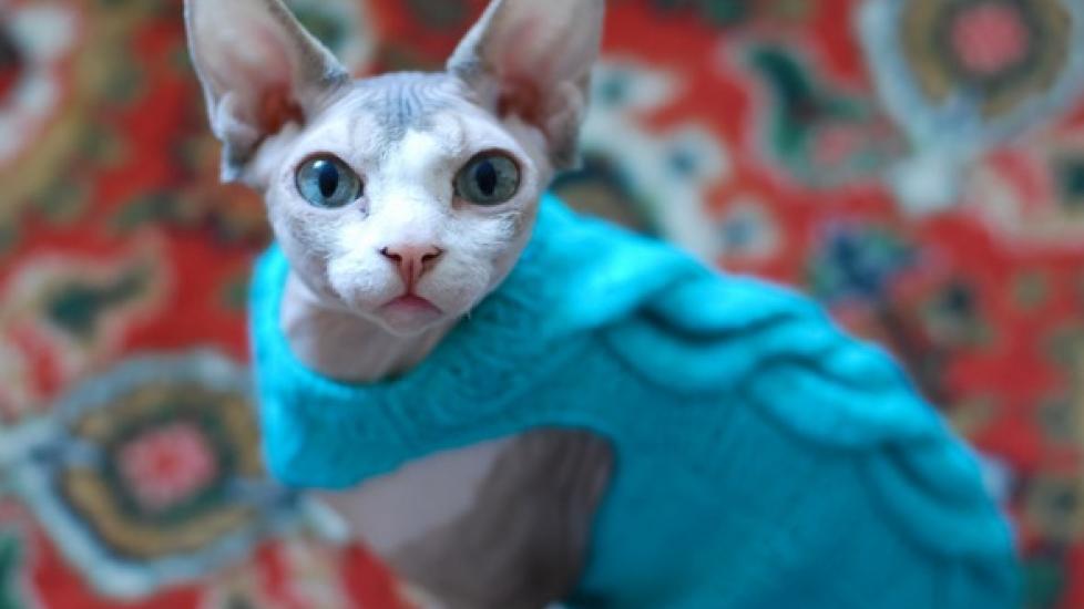 How To Keep Sphynx Cats and Other Hairless Cats Warm PetMD