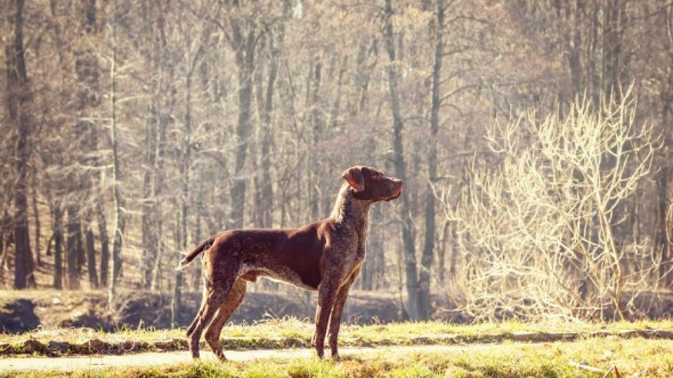 Spinal and Vertebral Birth Defects in Dogs PetMD