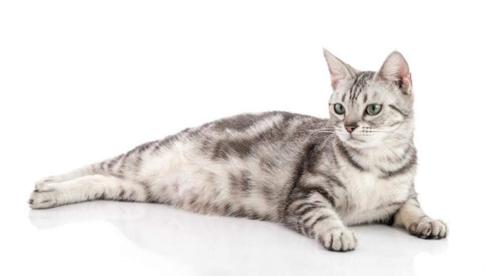 Spontaneous Abortion and Termination of Pregnancy in Cats | PetMD