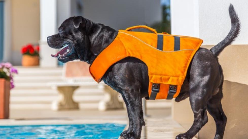 How to Teach a Dog to Swim
