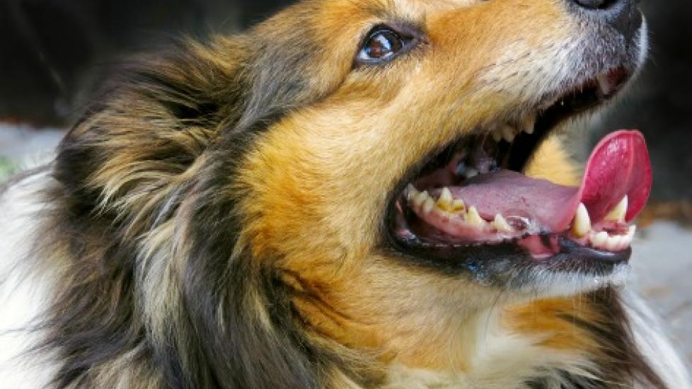 Stained, Discolored Teeth in Dogs