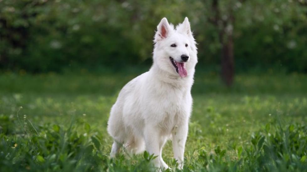 Stomach Worm Infection (Physalopterosis) in Dogs | PetMD