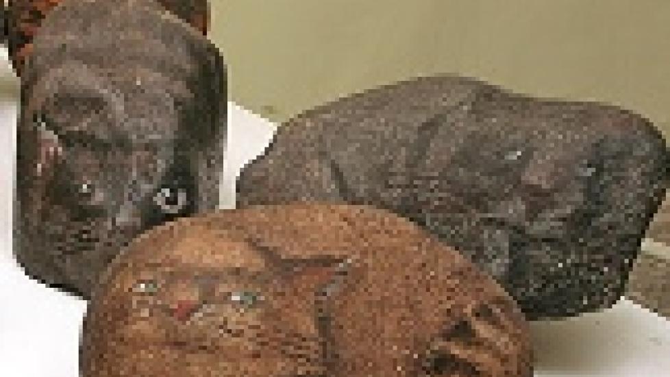 Image showcasing Feline Urine Stones All About Cat Urine, From Our Vet [with A Urine