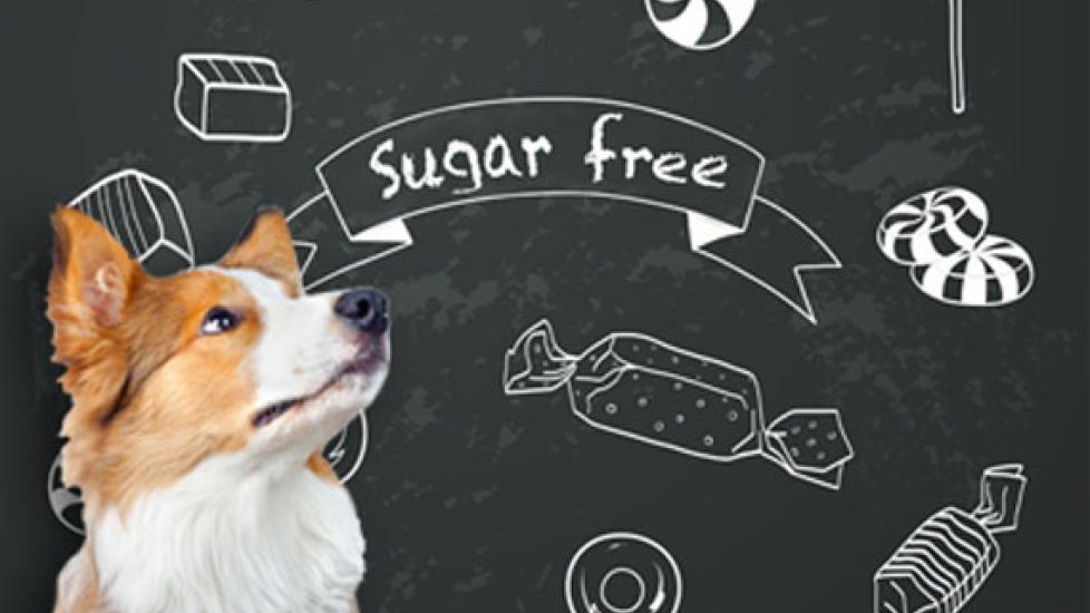 Sugar-Free Can be Deadly for Dogs