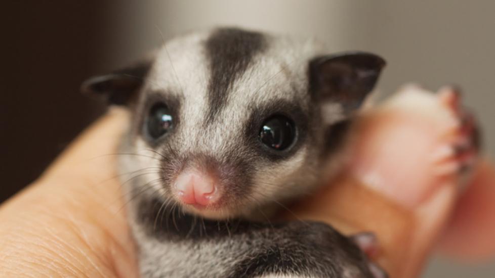 When to Take Your Sugar Glider to the Vet
