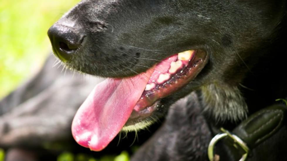 Swallowing Difficulties in Dogs | PetMD