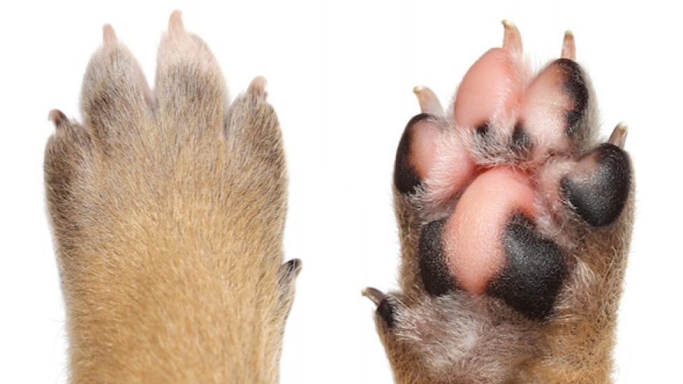 Dog foot outlet injury between toes