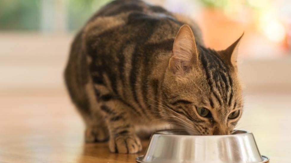 What to Feed a Cat for Weight Gain