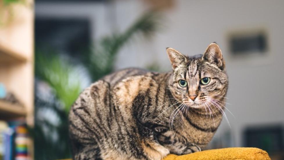 Diabetes in Cats: Symptoms, Causes, Risk Factors, Treatment, and Life Expectancy
