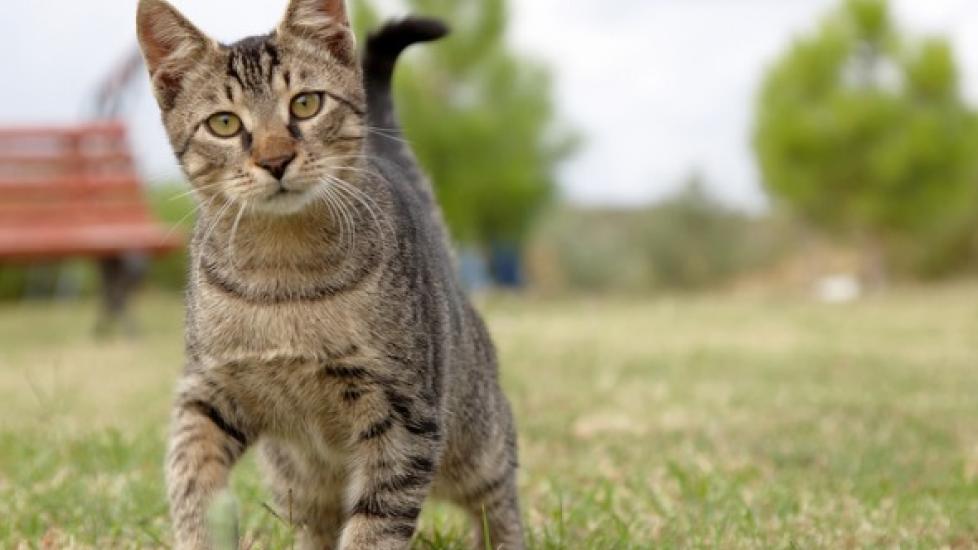 What Vaccines Does My Outdoor Cat Need? PetMD