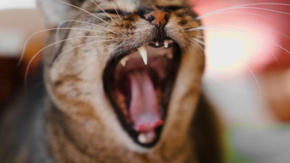 Everything You Need to Know About Cat Dental Cleanings PetMD