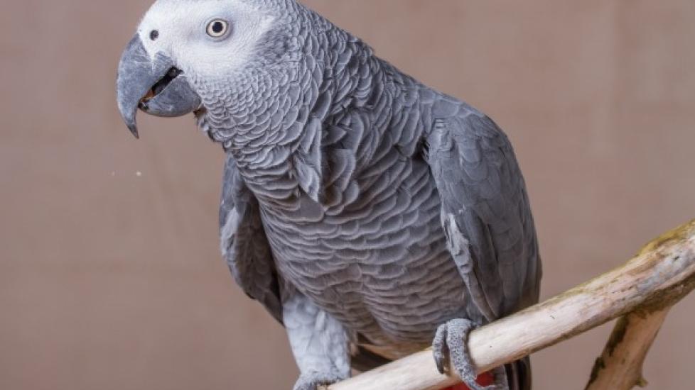 Bird African Grey Cat How Do I Train My Bird To Talk? PetMD