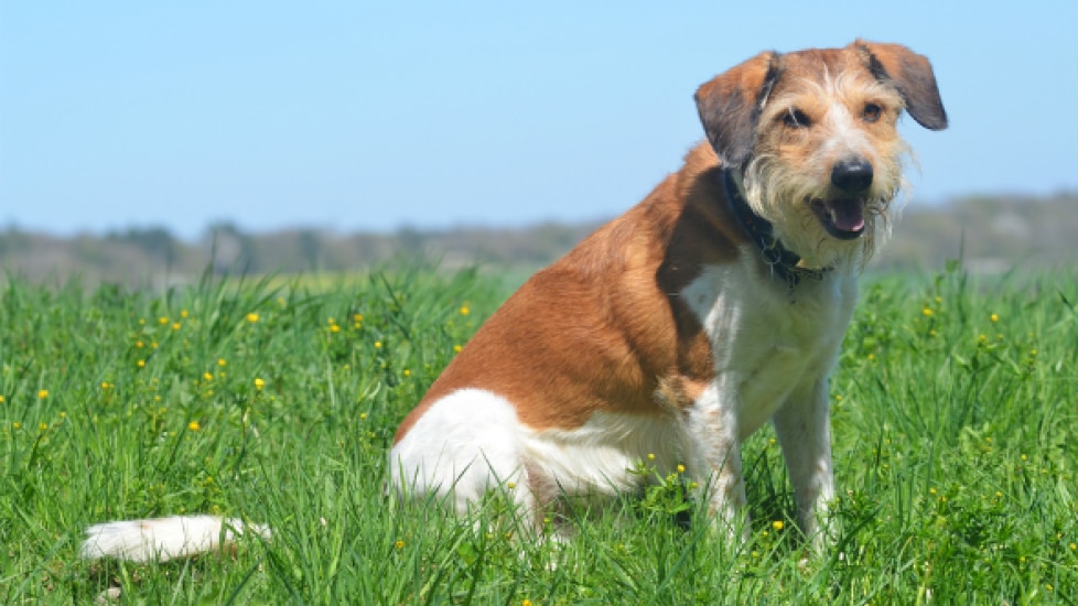 Testicular Swelling in Dogs