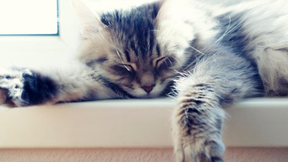 How Do Cats Sweat? | PetMD