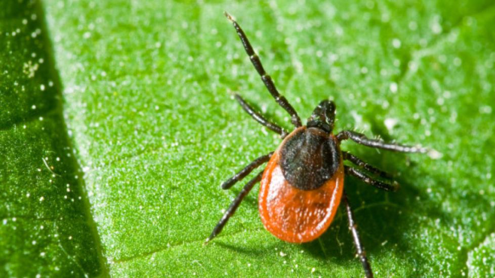 Ticks and Tick Control in Cats