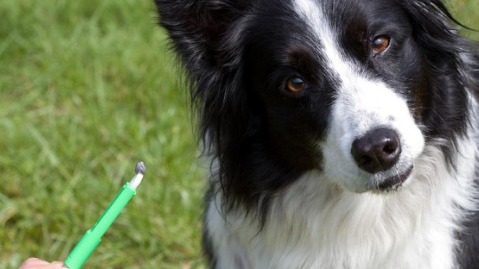 border collie dog looking at a tick removal tool