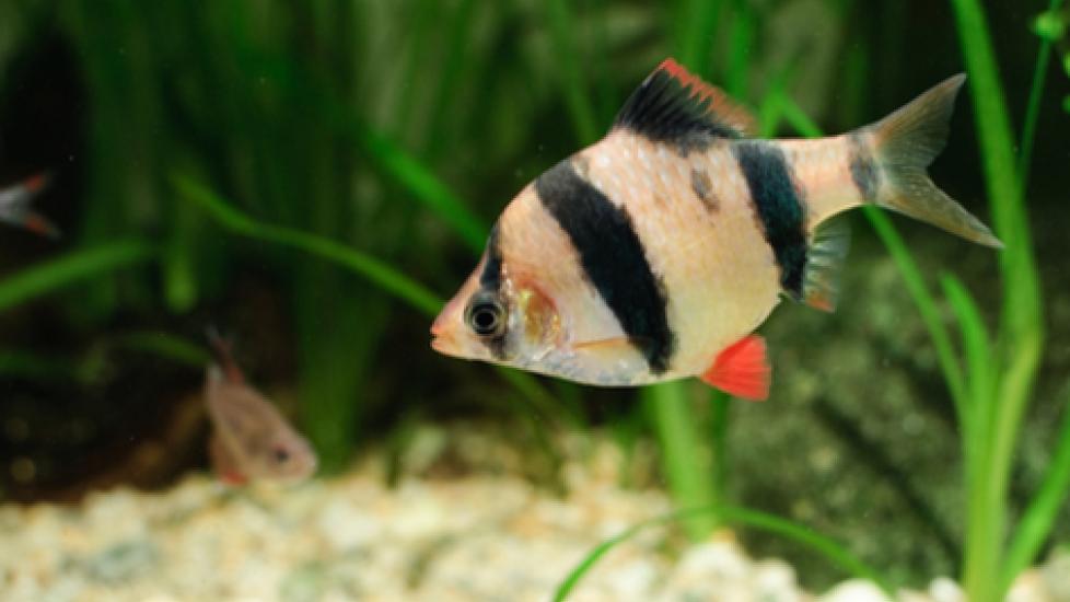 Types of Worms Found in Fish Aquariums
