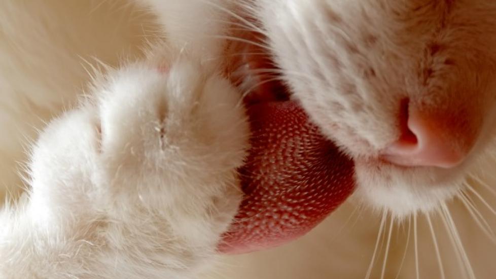 Tongue Cancer (Squamous Cell Carcinoma) in Cats
