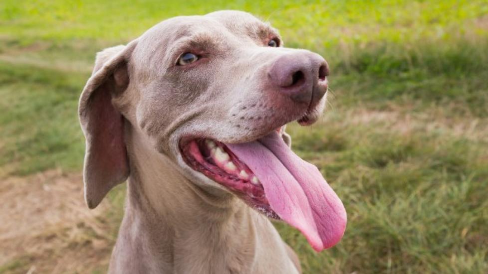 Tongue Cancer (Squamous Cell Carcinoma) in Dogs